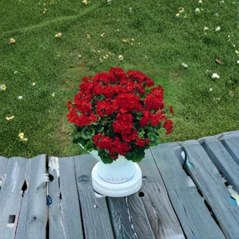 Geranium Seeds - 100 Coated Seeds - Breakaway Red Pelargonium - Heat Tolerant - Scarlet Blooms - Easy to Grow Garden Variety