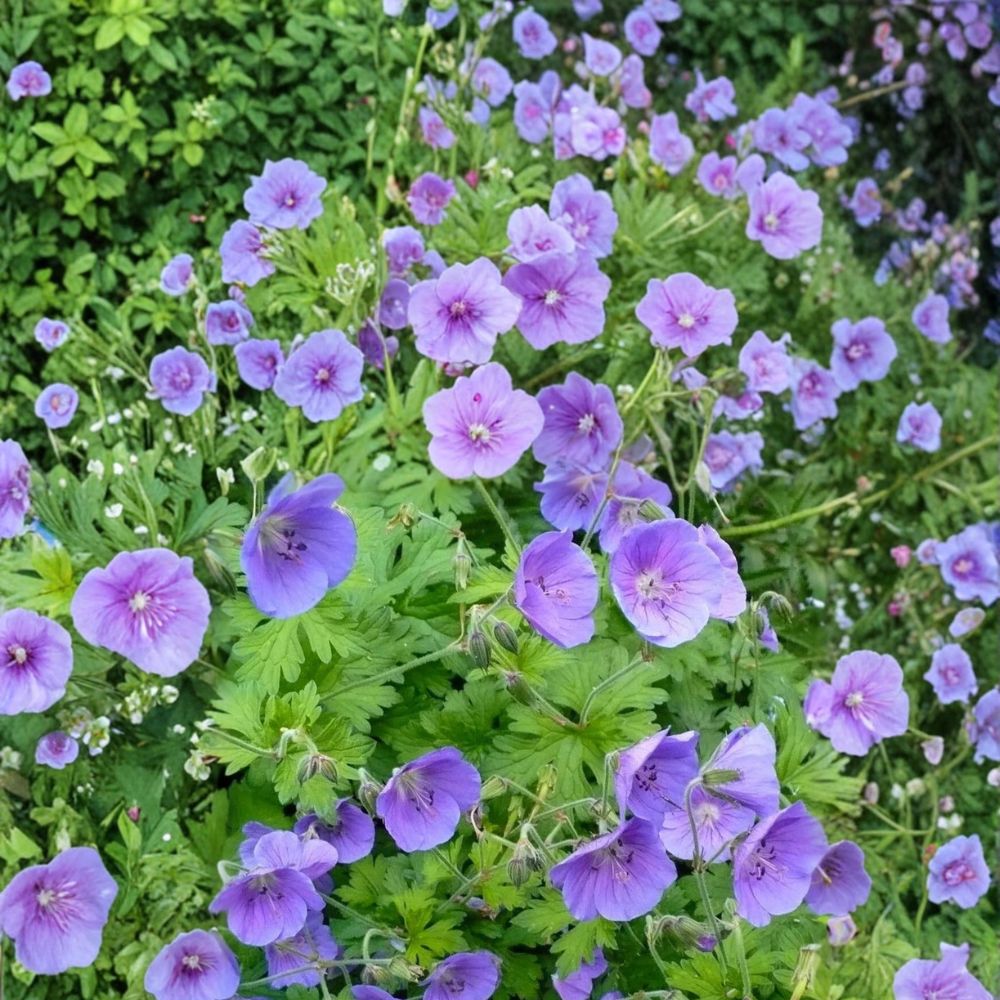 Gravetye Geranium Seeds | 25+ Premium Flower Seeds | Pelargonium | Vibrant Blooms for Containers & Gardens