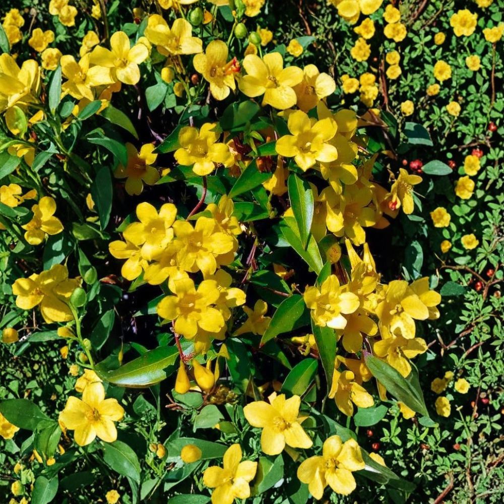 Carolina Jasmine Seeds 35 Count - Gelsemium sempervirens Yellow Jessamine Fast Growing Climbing Vine for Privacy Screen