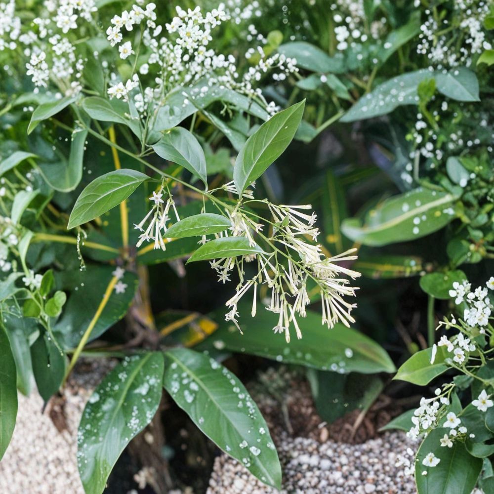 Night Blooming Jasmine Live Plant 4-6 Inch Starter Cestrum nocturnum | Fragrant Indoor Outdoor Shrub | Night Flowering Plant