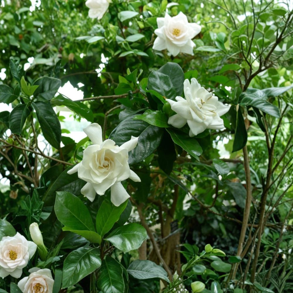 Live Gardenia Plant 4 Inch Pot - Fragrant White Flowers, Gardenia jasminoides - Indoor/Outdoor Houseplant