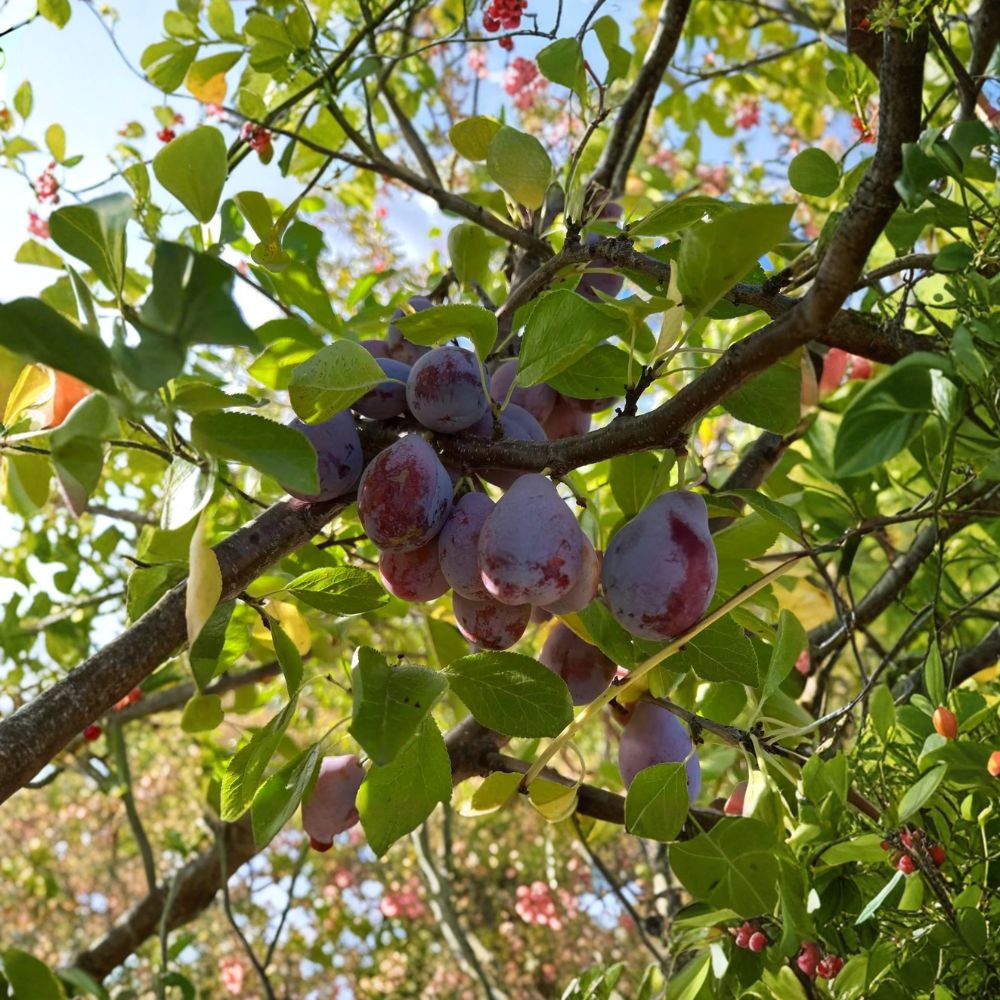 Prune D’Ente 707 Plum Tree | 3 Ft Potted | Sweet European Plum | Prunus domestica | Self-Fertile Fruit Tree for Baking & Drying