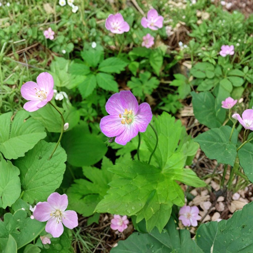 Wild Geranium Bare Roots - 10 Cranesbill Roots - Geranium Maculatum - Shade Garden Perennial - Easy to Grow Native Plant