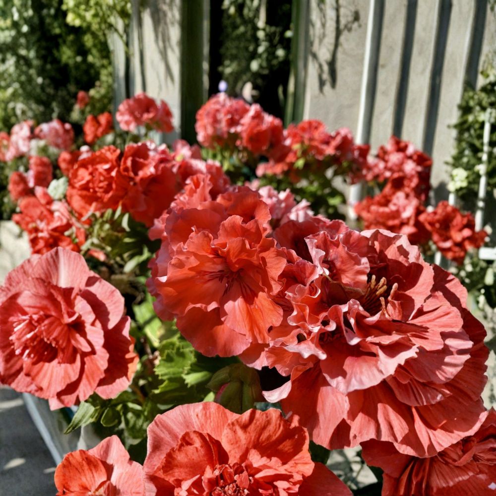 Double Red Orange Geranium Cuttings - 5 Fresh Pelargonium Cuttings for Rooting - Vibrant Flowering Plants for Garden & Patio