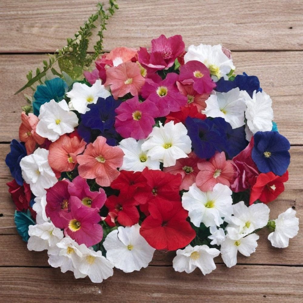 Bravo Mix Petunia Seeds - 50 Pelleted Seeds | Compact Mounding Variety | Petunia hybrida | Perfect for Pots & Window Boxes