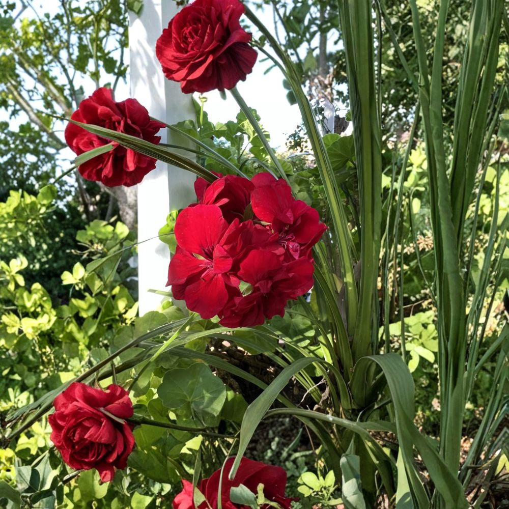 5 Live True Red Ivy Geranium Cuttings | Pelargonium peltatum | 6 Inch Unrooted Starters for Hanging Baskets & Patio Containers