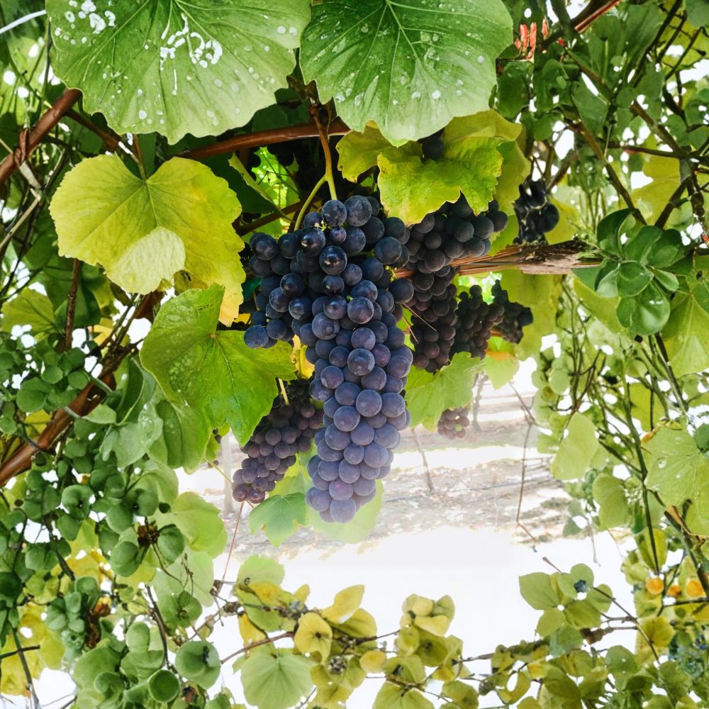 Thomcord Seedless Grape Cuttings (5 PCS) | Vitis vinifera x labrusca | Sweet Table Grape Propagation Kit | Easy to Root