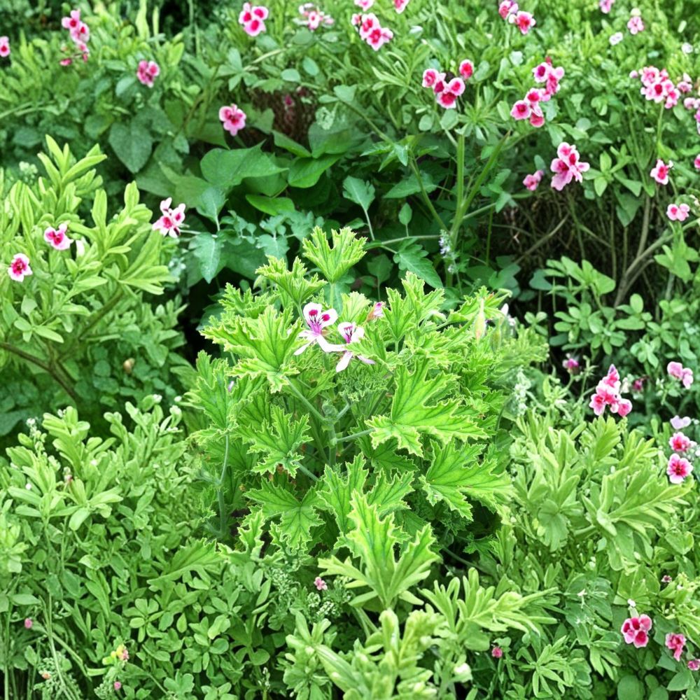 Citrosa Mosquito Plant Plug - Fragrant Pelargonium citrosum 'Van Leenii' - Aromatic Citronella Geranium Starter Plant