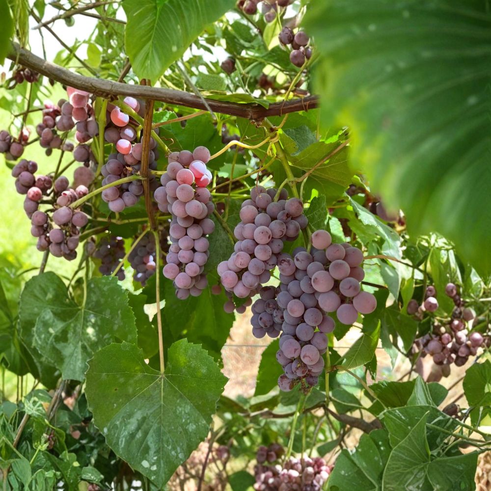 Delaware Grape Cuttings - 5 Pack | Sweet Pink Table Grape | Vitis labrusca Hybrid | Ideal for Home Vineyard Propagation