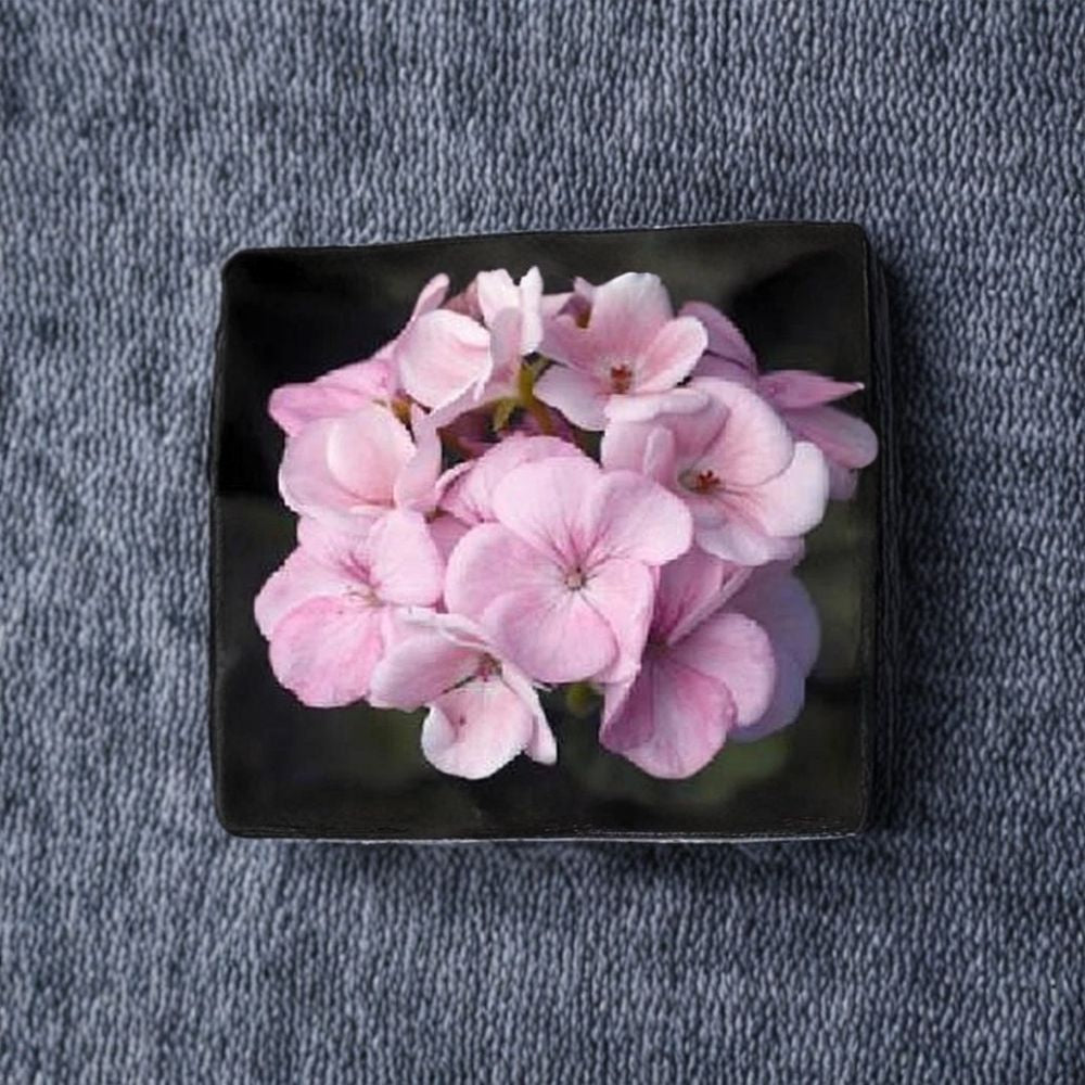 Maverick Appleblossom Geranium Seeds – 10 Pelargonium x hortorum Seeds, Pink & White Zonal Flowering Variety for Pots & Gardens