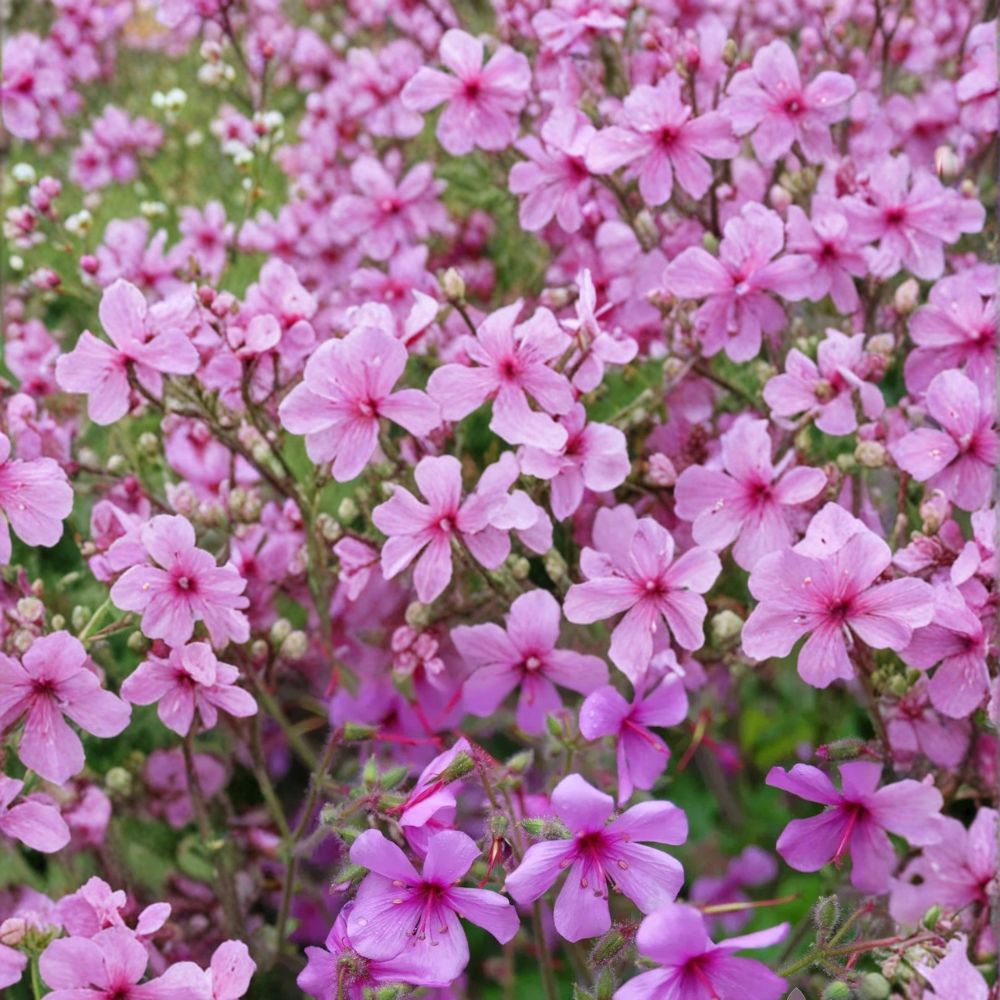Canary Island Palmatum Geranium Seeds - 25+ Exotic Pelargonium Flower Seeds - Pelargonium palmatum - Easy to Grow