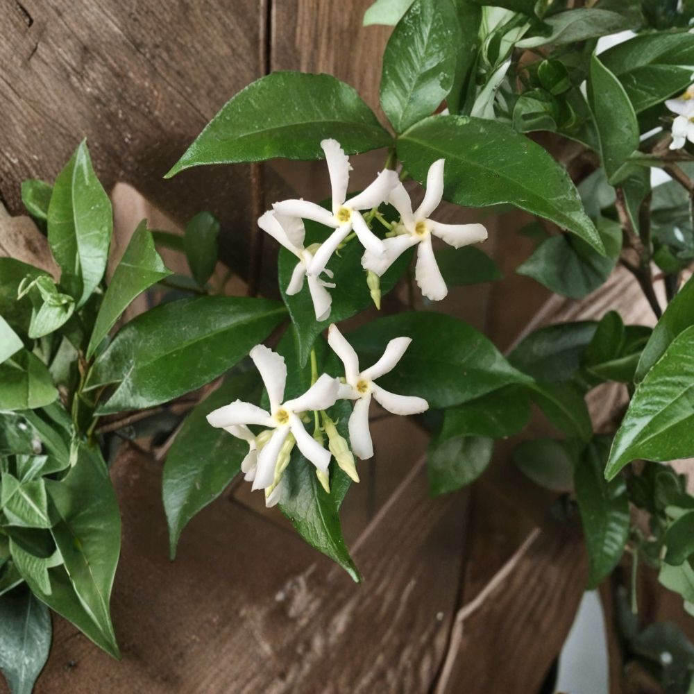 Star Jasmine Cuttings Set of 7, 6 Inch Unrooted Cuttings, Fragrant Climbing Vine, Trachelospermum jasminoides for Propagation