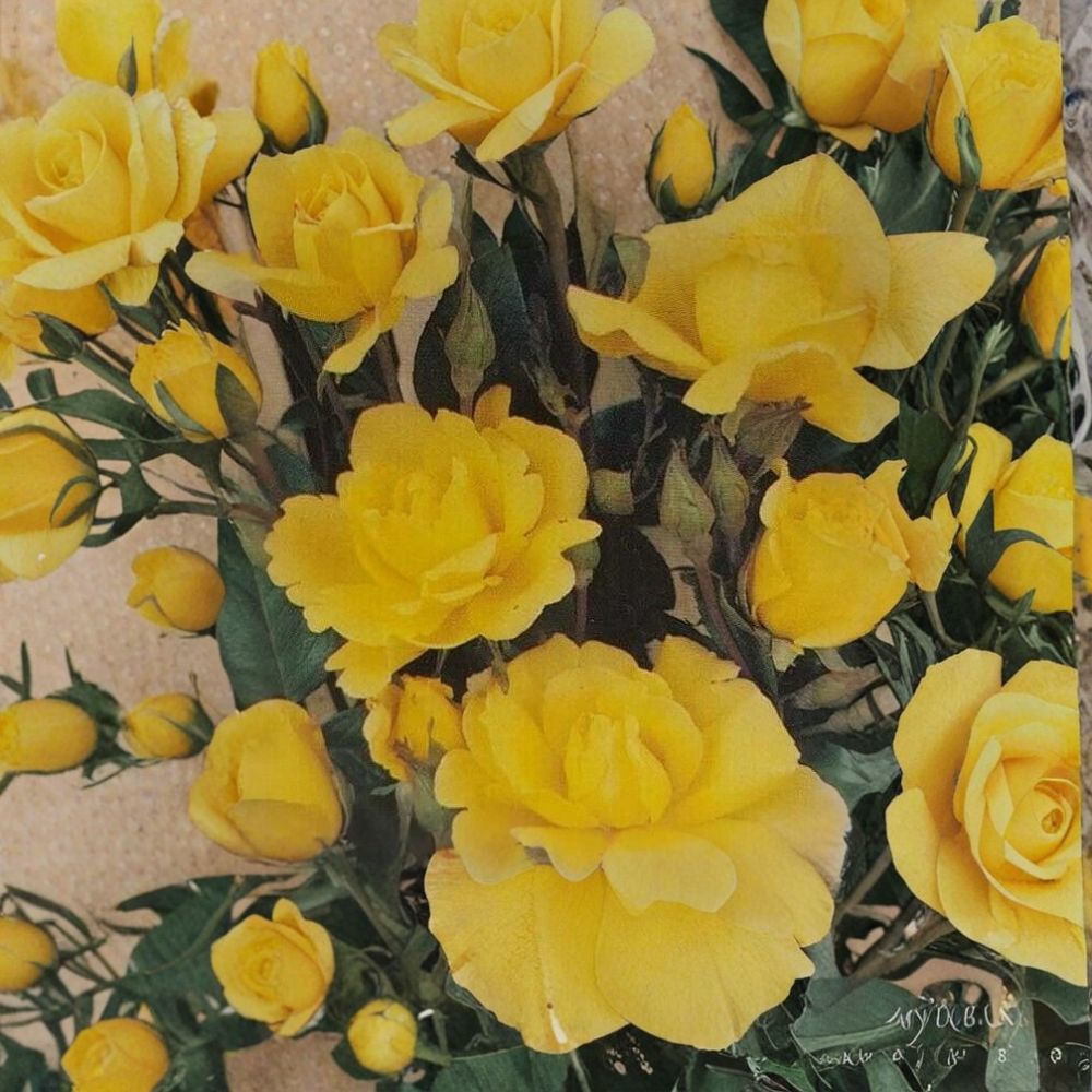 Climbing Golden Shower Rose Plant | 3 Gallon Daffodil Yellow Shrub | Rosa 'Golden Showers' | Repeat Blooming, Trellis Friendly