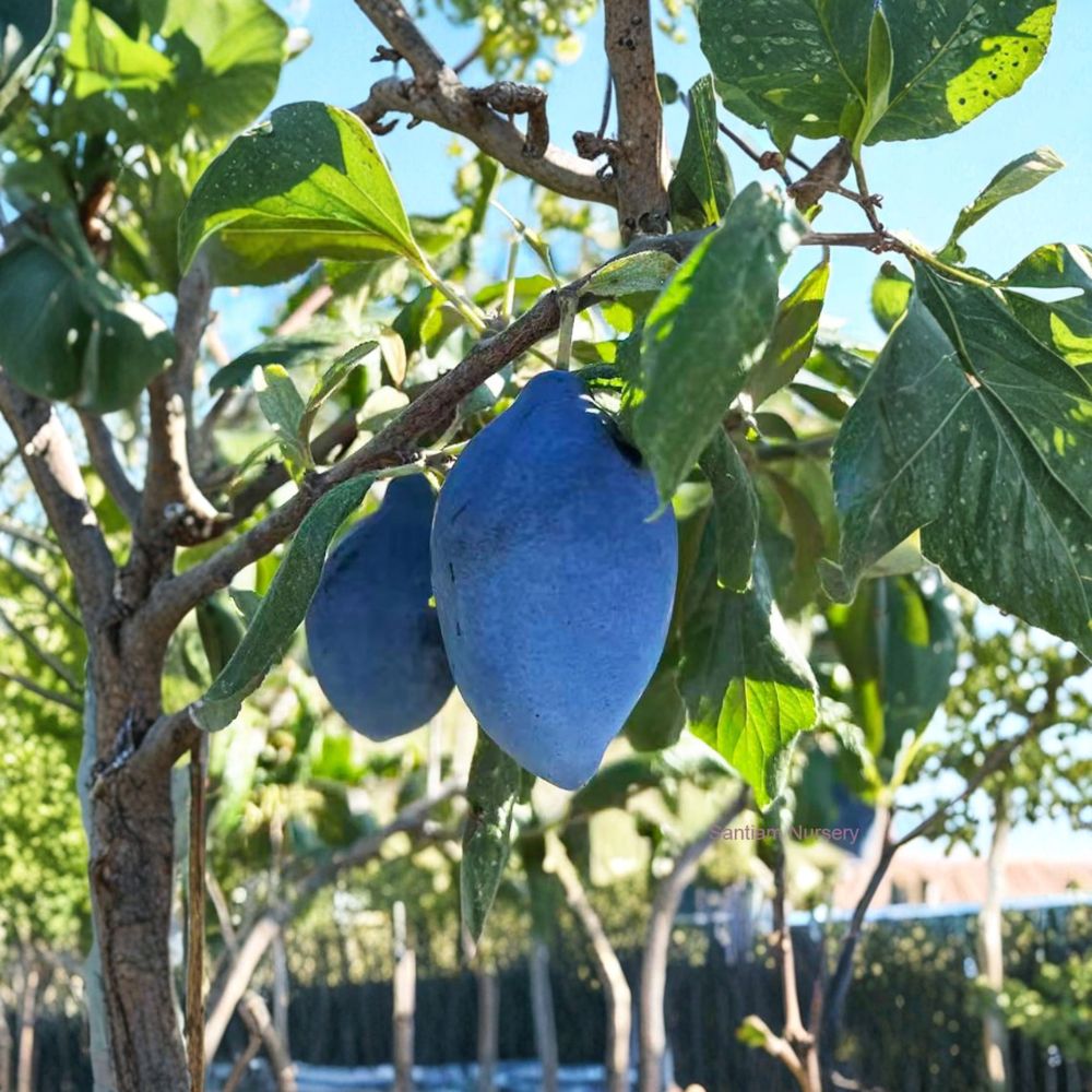 Long John European Plum Tree Live Plant | Sweet Freestone Prune Plum | Prunus domestica | Blue Purple Fruit for Backyard Orchard