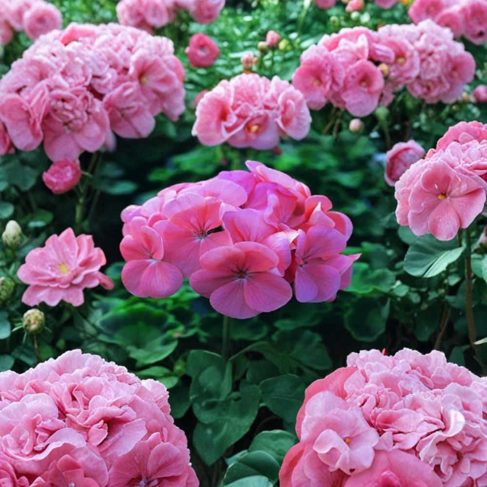 Saturn Deep Salmon Geranium Seeds - 15 Film Coated Flower Seeds, Compact Zonal Geranium, Pelargonium × hortorum