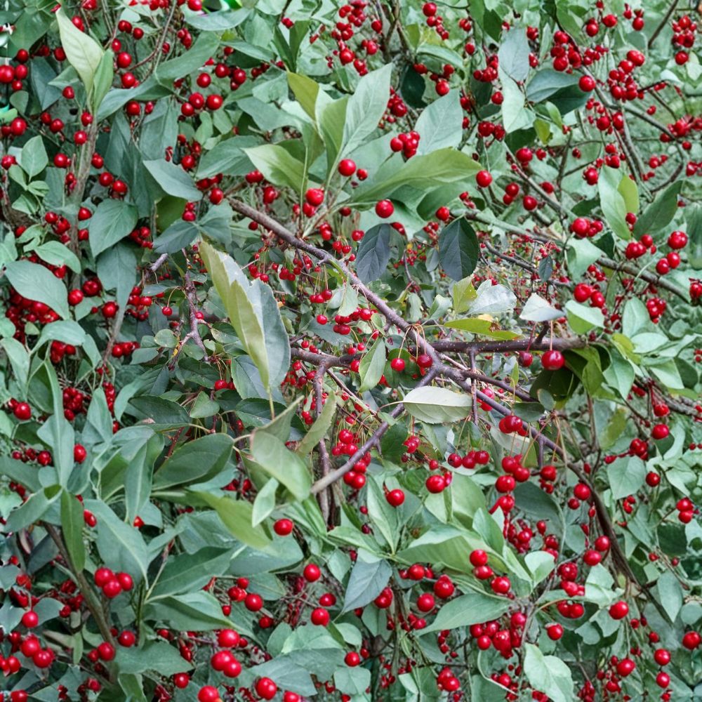 Roselow Crabapple Tree | Live Rooted Flowering Shrub | Malus Species | Wildlife & Pollinator Friendly | Zones 4–9