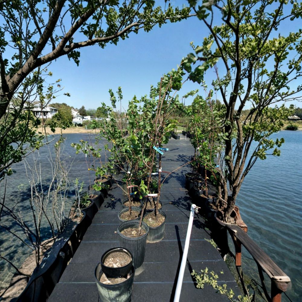 Gold Kist Apricot Tree | 4-6 Feet | Sweet Juicy Apricots | Prunus armeniaca 'Gold Kist' | Easy to Grow Fruit Tree