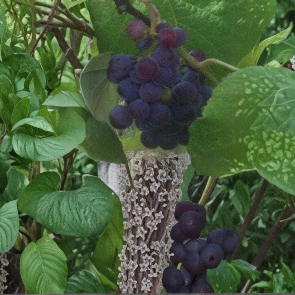 Saturn Blue Seedless Grape Vine | 3 Gallon Live Plant | Self-Fertile Blue Grapes | Vitis 'Saturn Blue' | Easy to Grow