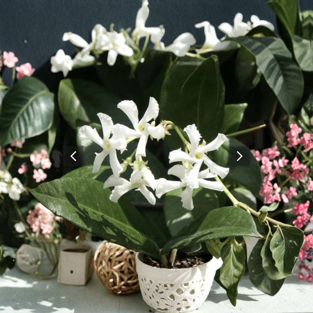 Jasmine Cuttings Mix - 10 Organic Unrooted Cuttings - Star Jasmine & Pink Jasmine (Trachelospermum jasminoides & Jasminum polyanthum)