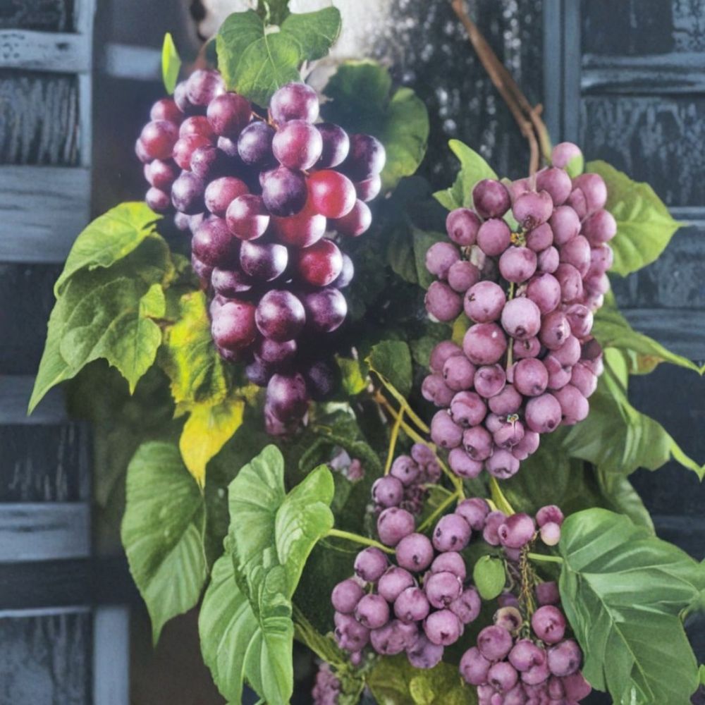 Black Beauty Muscadine Grape Vine | 3 Gallon Live Plant | Sweet Black Grapes | Vitis rotundifolia | Pollinator Required