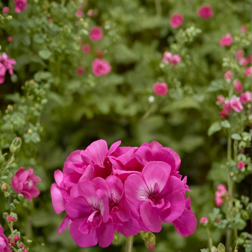 Calliope Hot Pink Geranium Seeds - 25+ Premium Flower Seeds | Pelargonium x hortorum | Vibrant Pink Blooms for Containers & Gardens