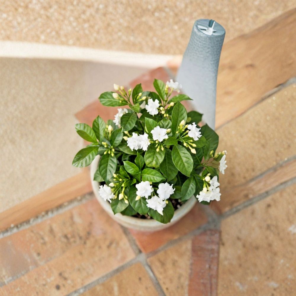 Crape Jasmine Live Plant 4 Inch Pot - Fragrant White Pinwheel Flowers - Tabernaemontana divaricata - Indoor Outdoor Tropical Shrub