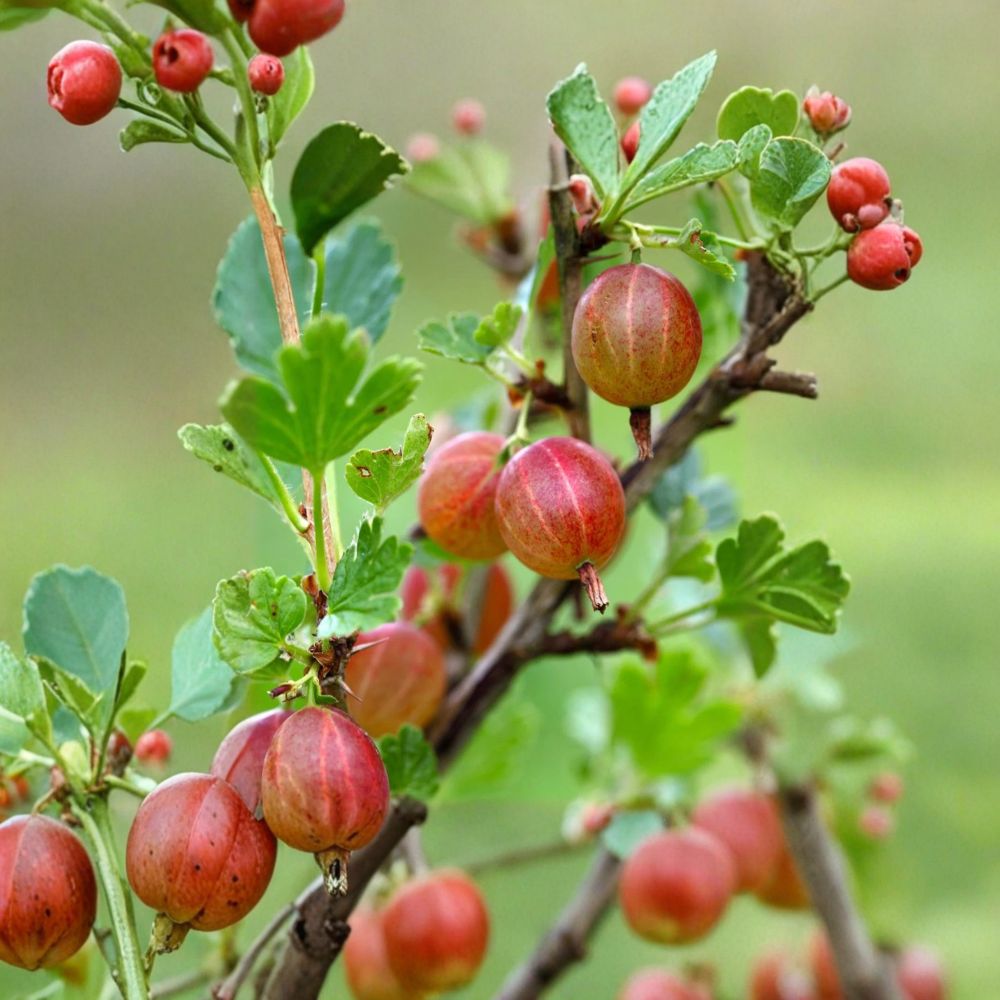 Jahns Prairie Gooseberry Live Rooted Plant | Self-Pollinating Edible Berry Shrub | Ribes uva-crispa | Cold Hardy | Zones 3-8
