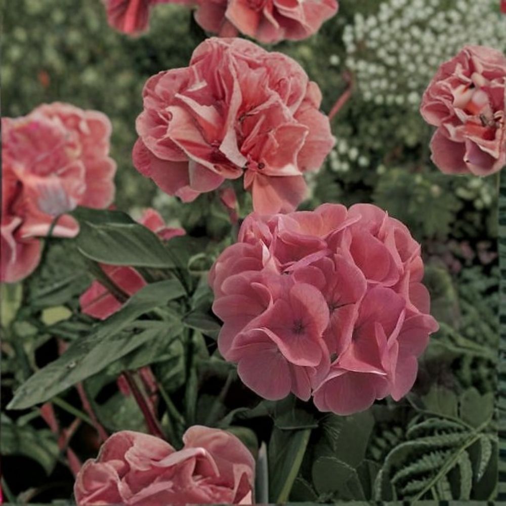 Maverick Salmon Geranium Seeds - 100 Pelargonium x hortorum - Flowering Annual for Pots & Gardens - Salmon Color