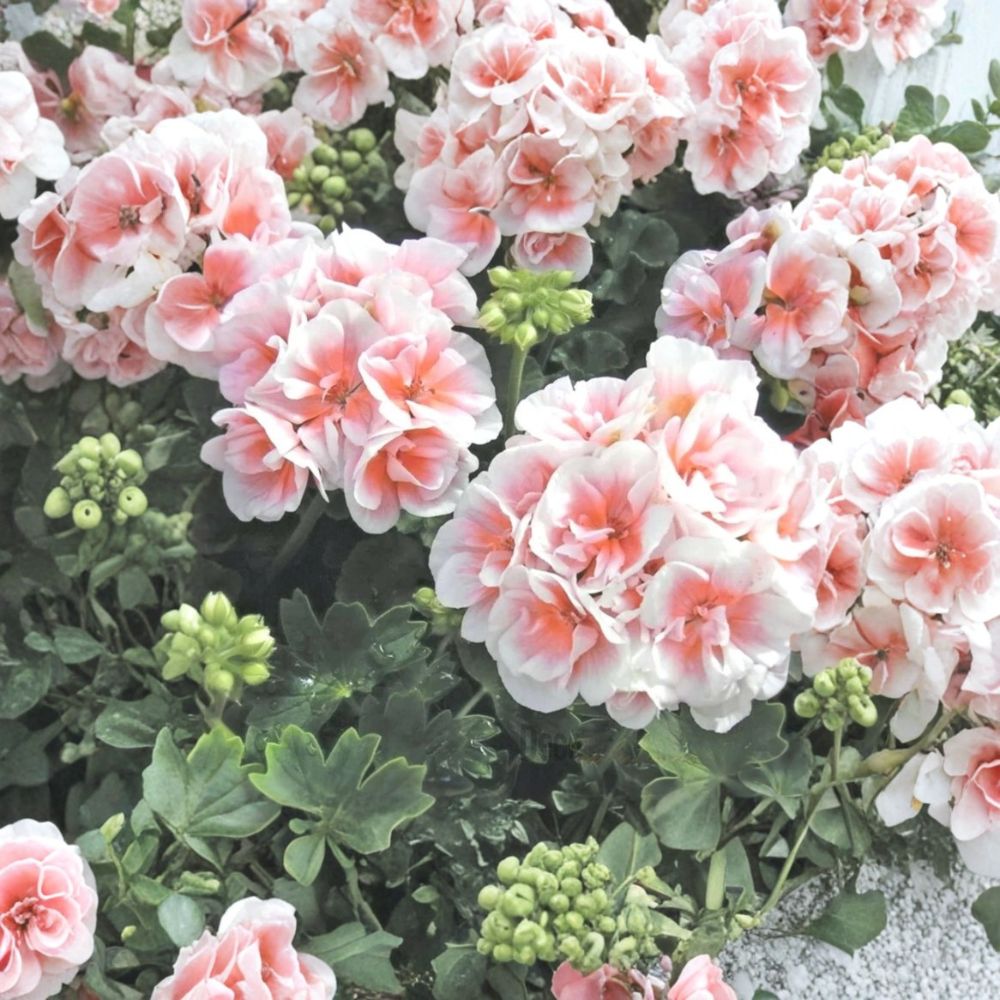 Pink & White Geranium Seeds - 10 Perennial Flower Seeds - Pelargonium spp. - Ideal for Hanging Baskets & Containers