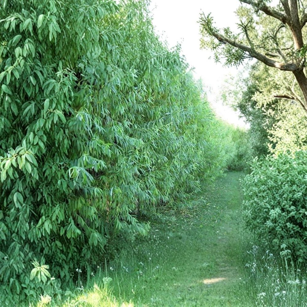 Austree Hybrid Willow Trees - 10 Pack Bare Root Starter Plants for Fast Growing Privacy & Shade - Salix Hybrid