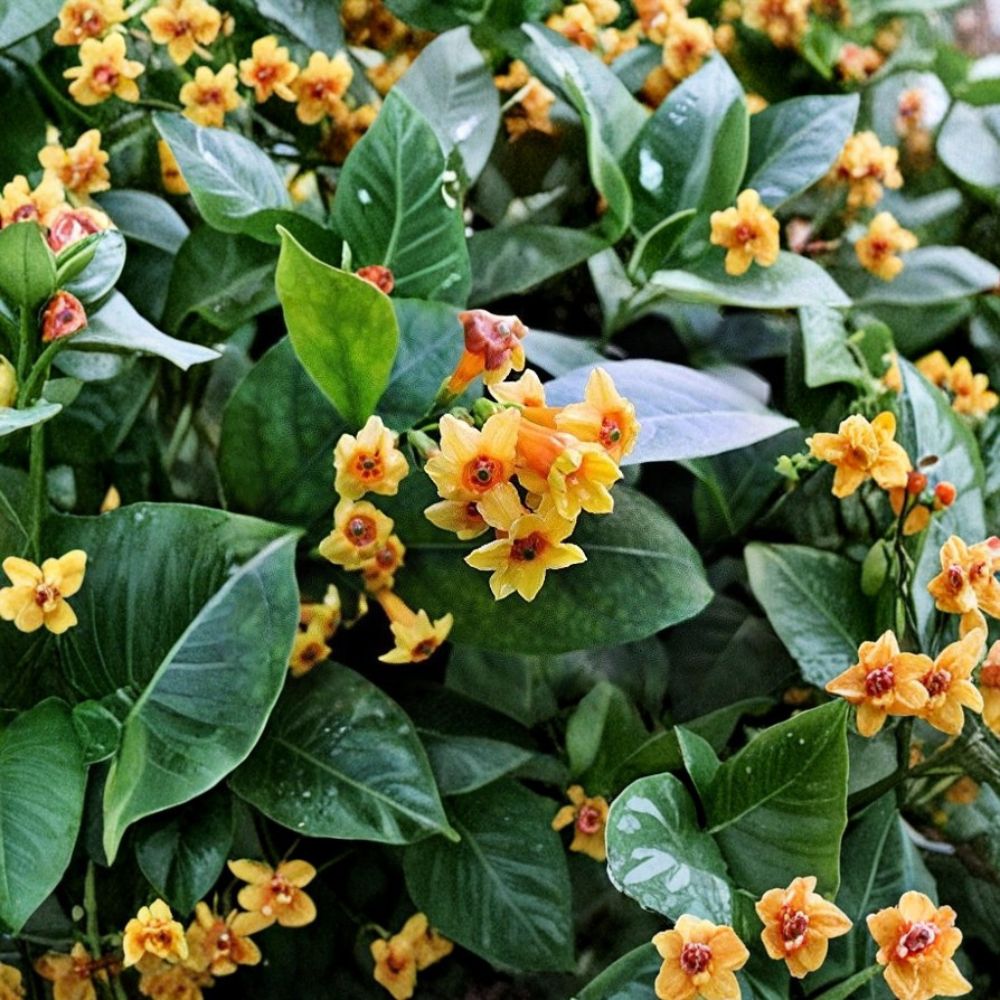 Orange Jasmine Starter Plant 6-12 Inch | Cestrum aurantiacum | Hummingbird Friendly Tropical Flowering Shrub