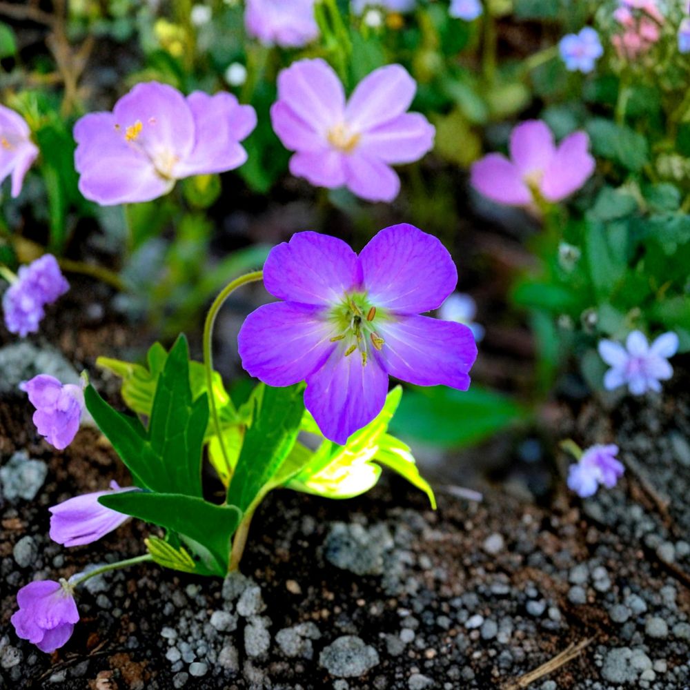 Oregon Geranium Seeds | 10 Pack | Purple Wildflower | Geranium oreganum | Shade Garden Friendly, Easy to Grow