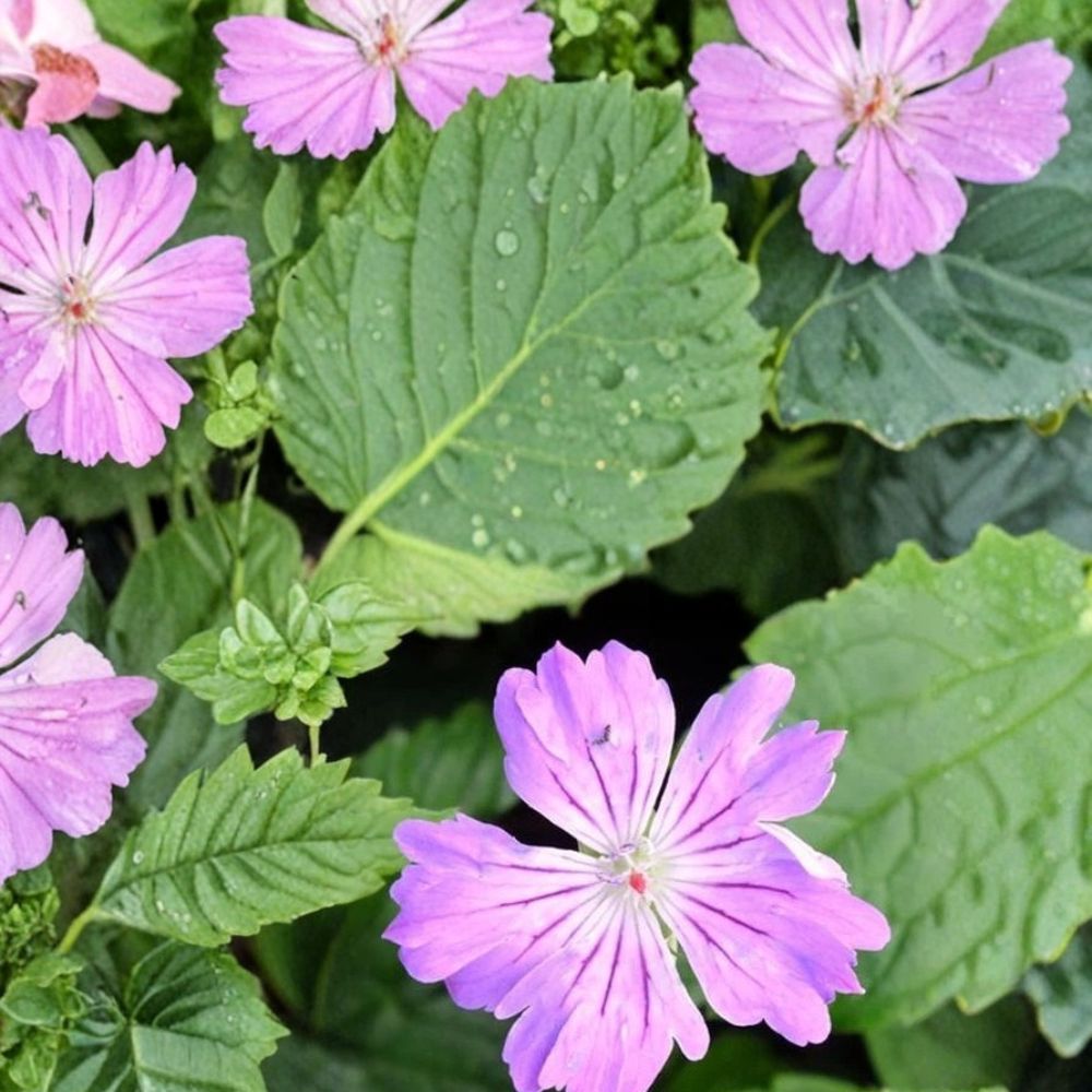 Hexham Feathers Geranium Seeds - 25+ Premium Pelargonium Flowering Seeds for Colorful Garden Blooms, Easy Grow Flowers