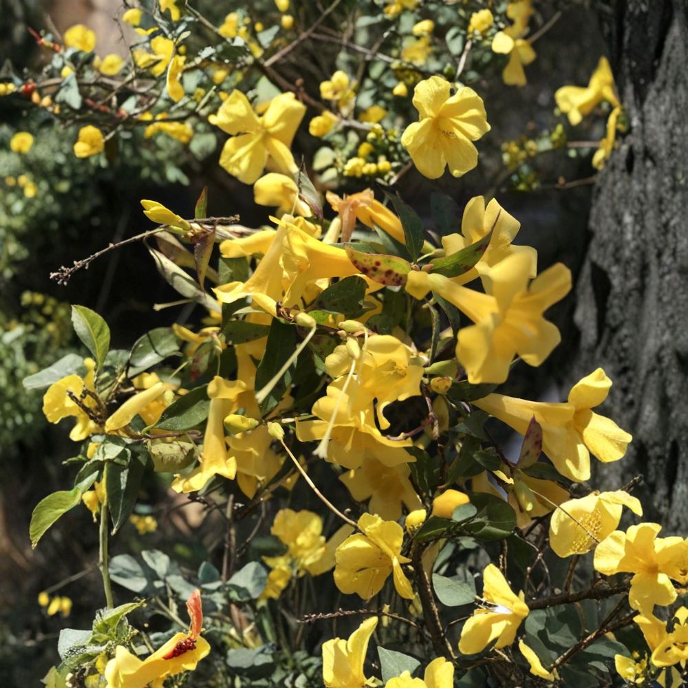 Carolina Jasmine Vines Set of 7 | 8–10 Inch Yellow Flowering Climbing Vine | Gelsemium sempervirens | Hummingbird Friendly