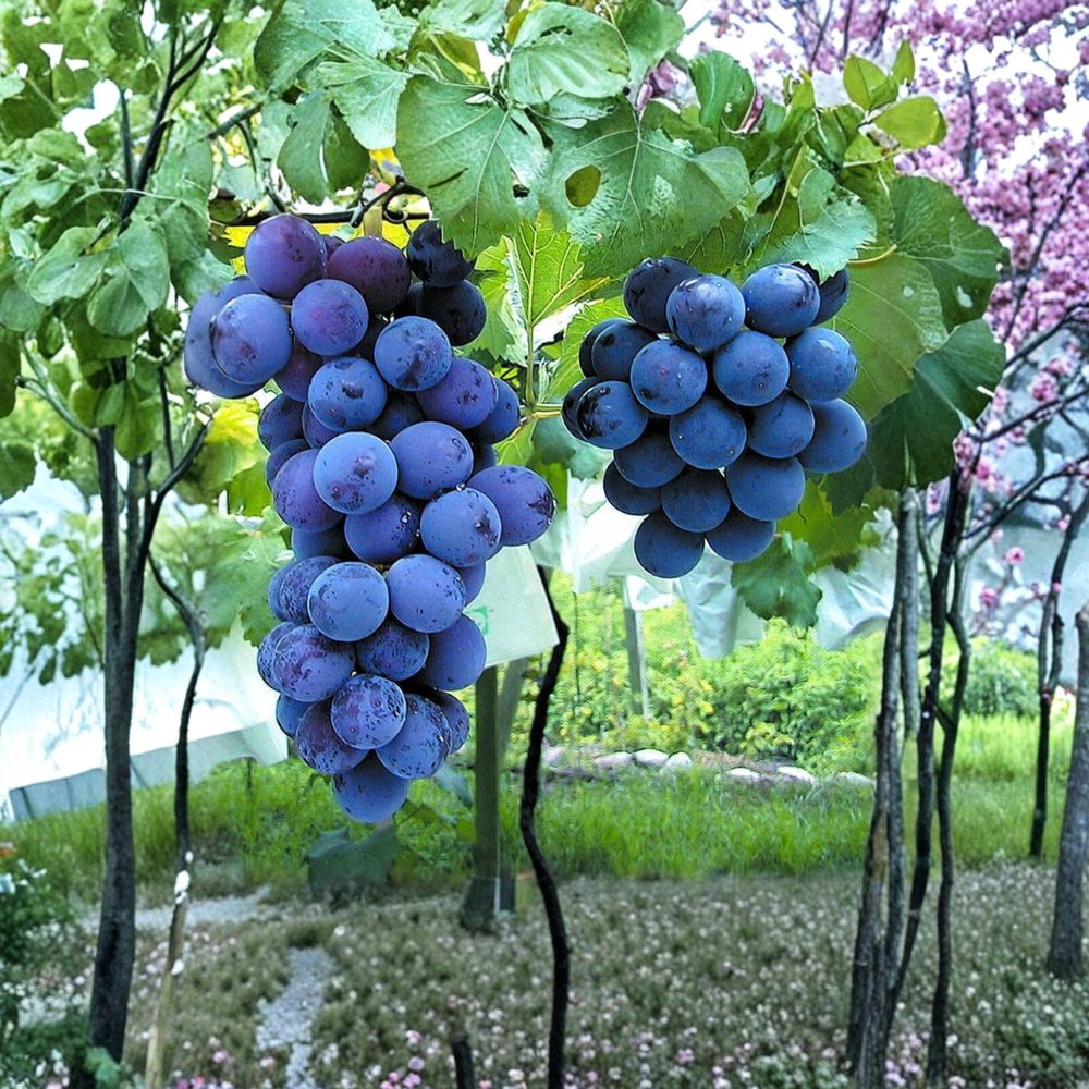 Kyoho Grape Cuttings 6 Pack | Sweet Purple Muscat Grapes | Vitis labrusca × vinifera ‘Kyoho’ | Japanese Giant Grape Propagation