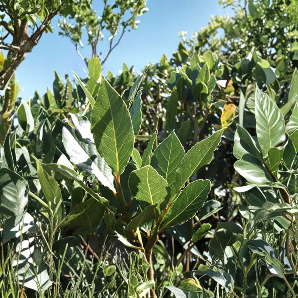 Sweet Bay Laurel Cuttings – 10 Fresh 6–8 Inch Herb Cuttings – Laurus nobilis – Culinary Bay Leaf for DIY Propagation
