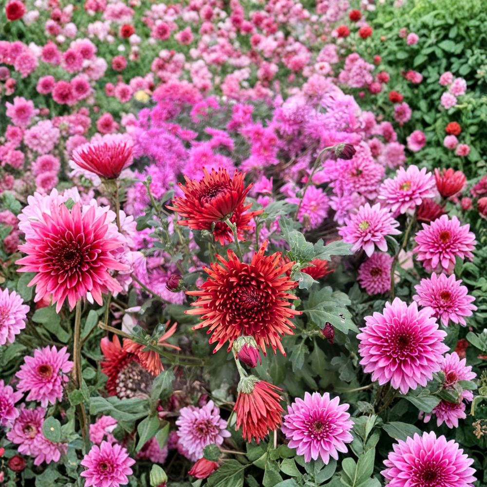 Autumn Ruby Chrysanthemum Plants 2 Pack | Deep Red 4–6 Inch Blooms | Cold Hardy Perennial | Chrysanthemum morifolium