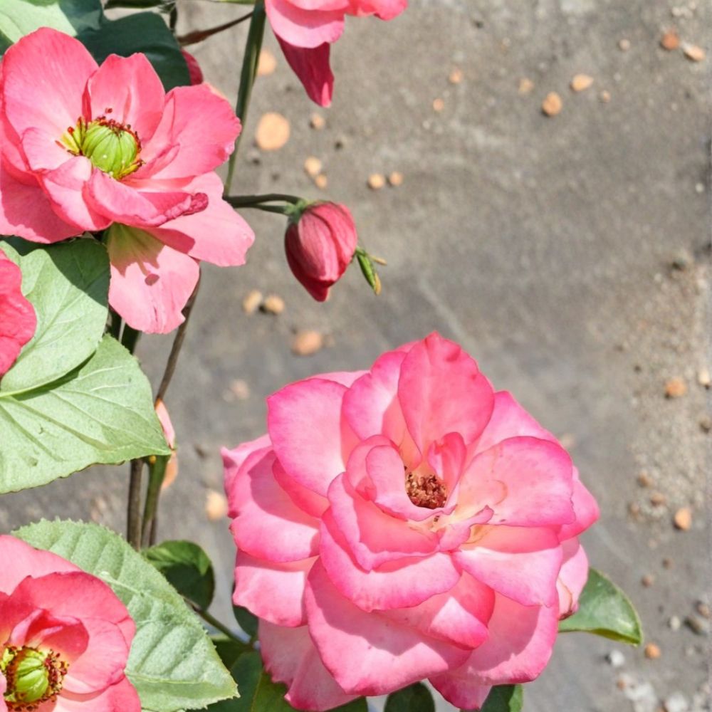 Nichole Everblooming Floribunda Rose Bush | 3 Gallon | White Pink Blooms | Rosa 'Nichole' | Flowering Garden Shrub