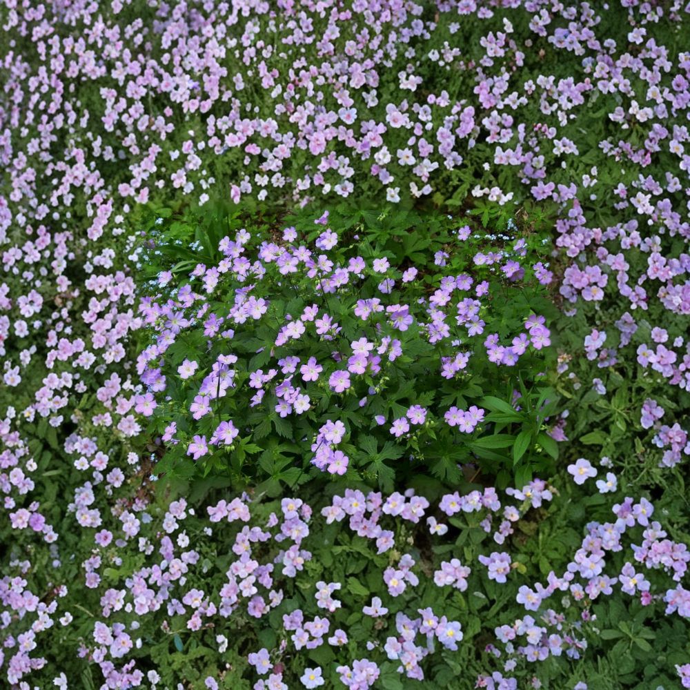 Wild Geranium Bare Roots - 5 Dormant Divisions - Geranium maculatum - Hardy Woodland Wildflower for Shade Gardens