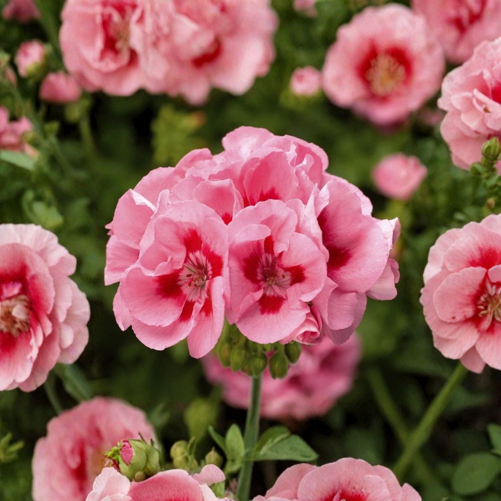 Pink Flame Geranium Starter Plant - Vibrant Pink Pelargonium for Containers & Flower Beds - Easy-Care Blooming Annual