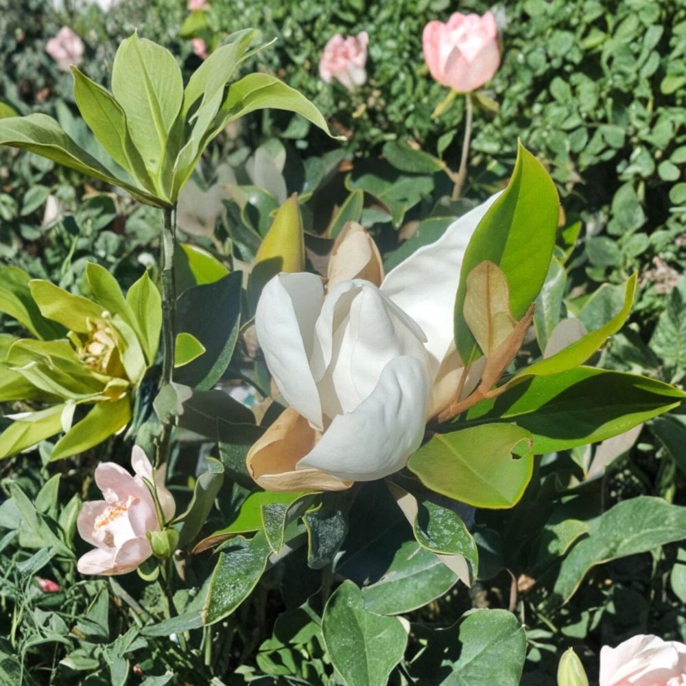 Southern Magnolia Tree 5 Gallon Live Plant Fragrant White Blooms Magnolia grandiflora 4-5 Feet Tall Evergreen Shade Tree