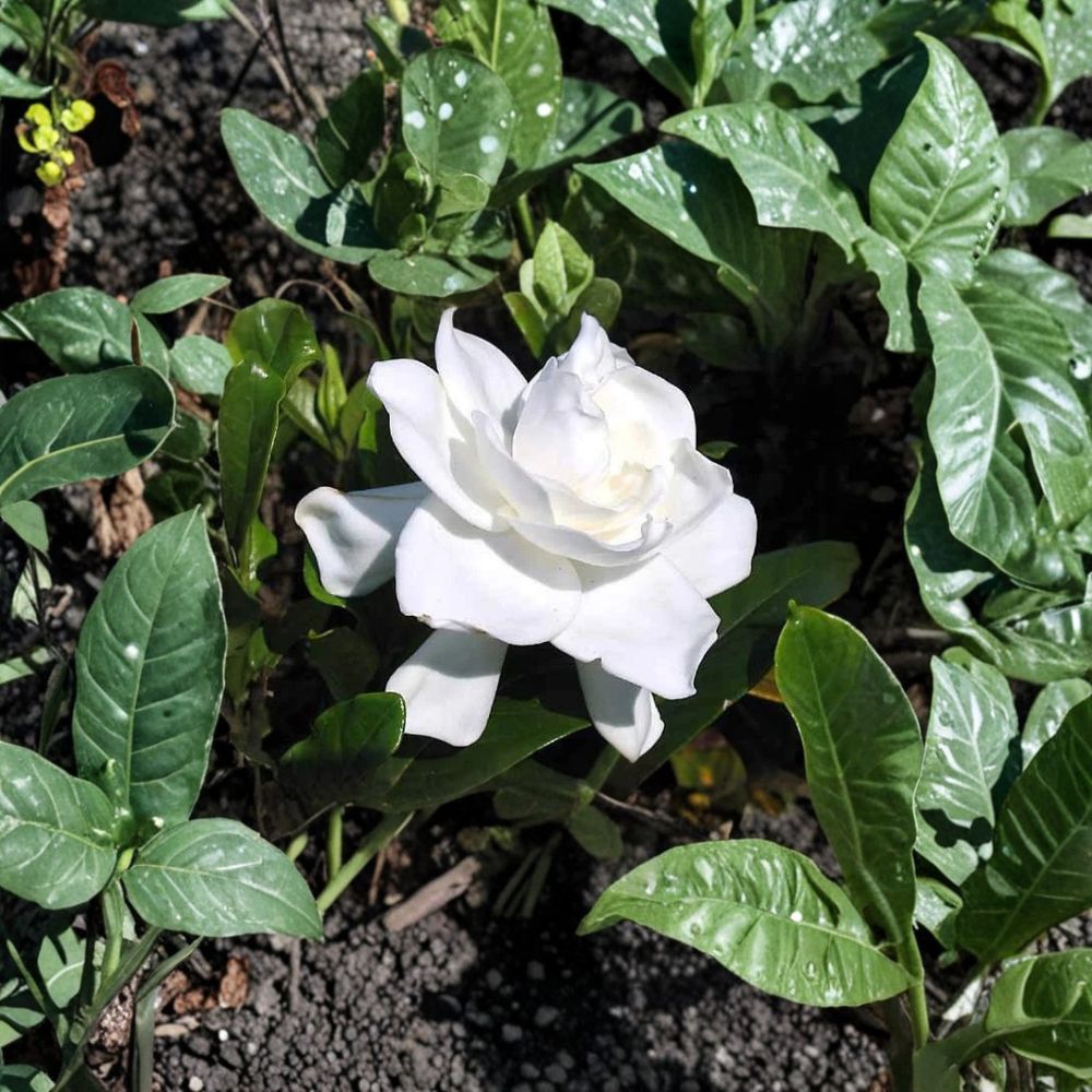Gardenia Plant Set of 2 - 6 Inch Live Rooted Cuttings - White Fragrant Cape Jasmine - Gardenia jasminoides