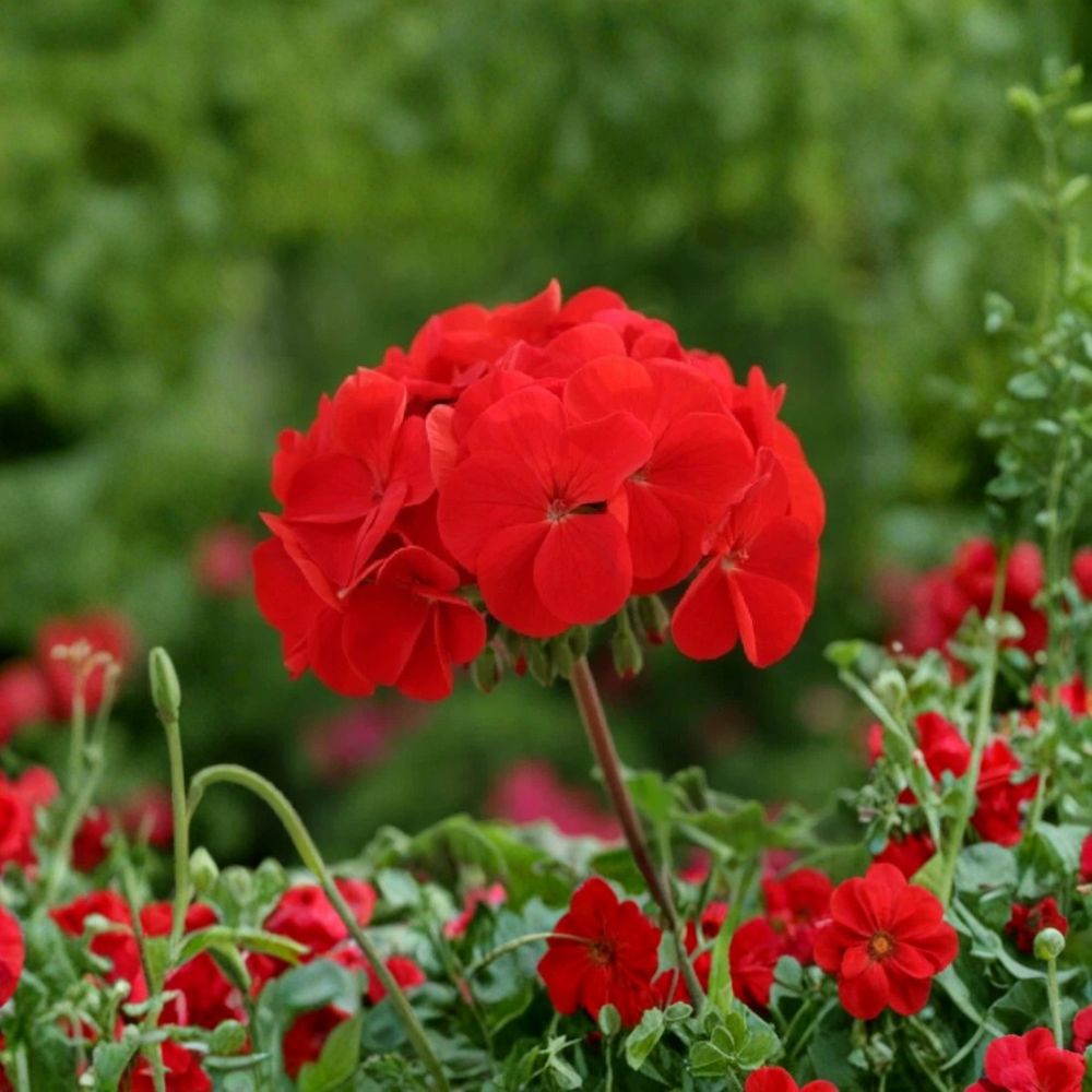 Horizon Red Geranium Seeds - 15 F1 Hybrid Flower Seeds - Compact Zonal Geranium - Pelargonium x hortorum - Easy to Grow
