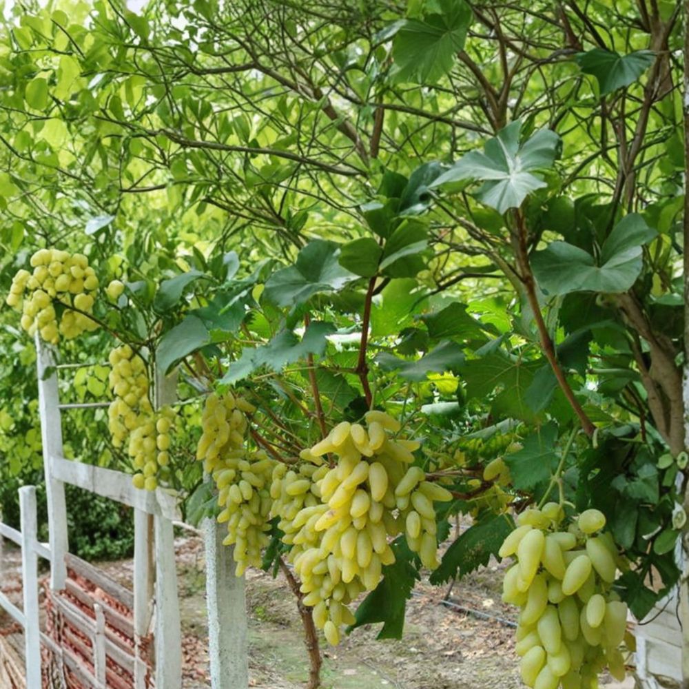 Gold Finger Grape Cuttings (5 PCS) | Sweet Golden Variety | Vitis vinifera | Japanese Table Grape Propagation Kit