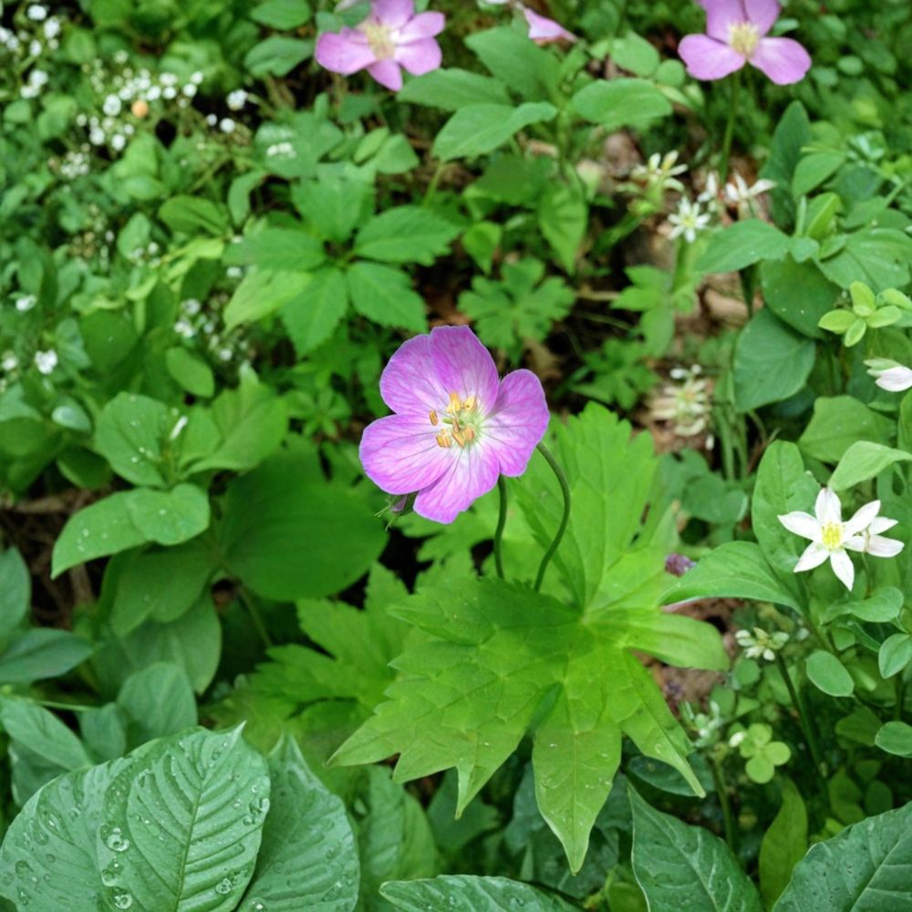 Wild Geranium Bare Roots - 3 Cranesbill Plants - Geranium maculatum - Hardy Perennial for Shade Gardens