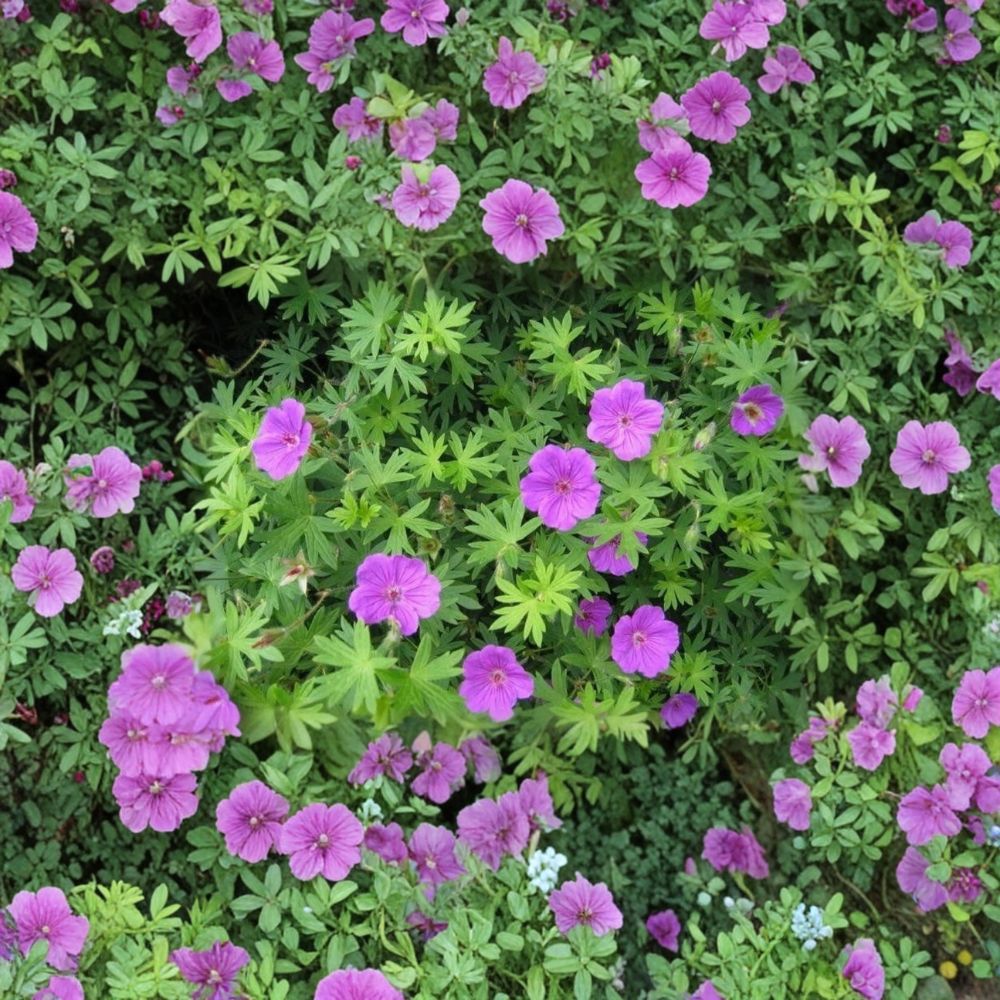 Wild Cranesbill Geranium Bare Roots - 10 Organic Geranium maculatum Plants - Purple Flowering Native Perennial for Shade Gardens