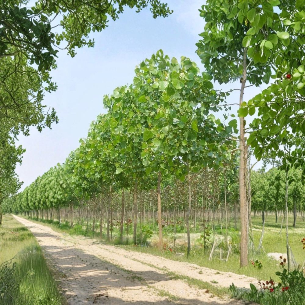 Paulownia Elongata Tree Starter Plant - Fast Growing Timber Tree for Outdoor Garden - Empress Tree - Paulownia elongata