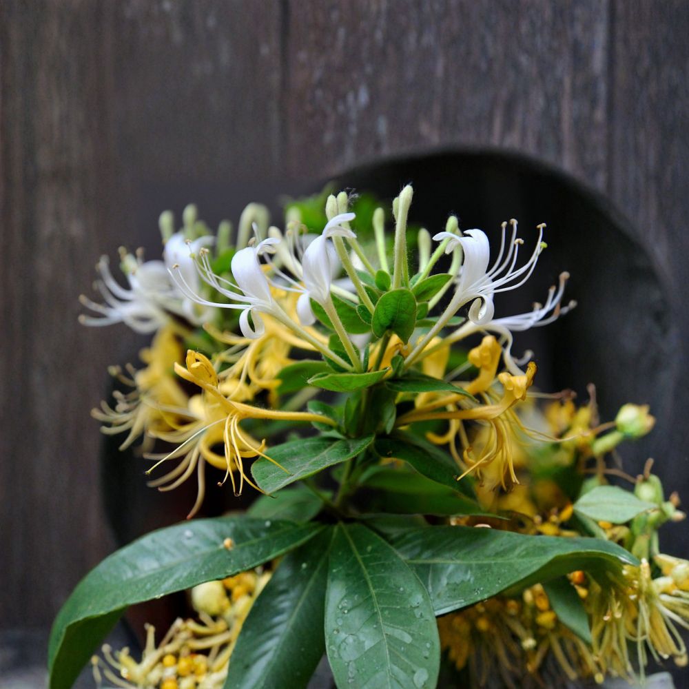 Japanese Honeysuckle Plant - Live Rooted Vine - Fragrant Lonicera japonica - Bonsai Friendly - Gold & Silver Flower Herb