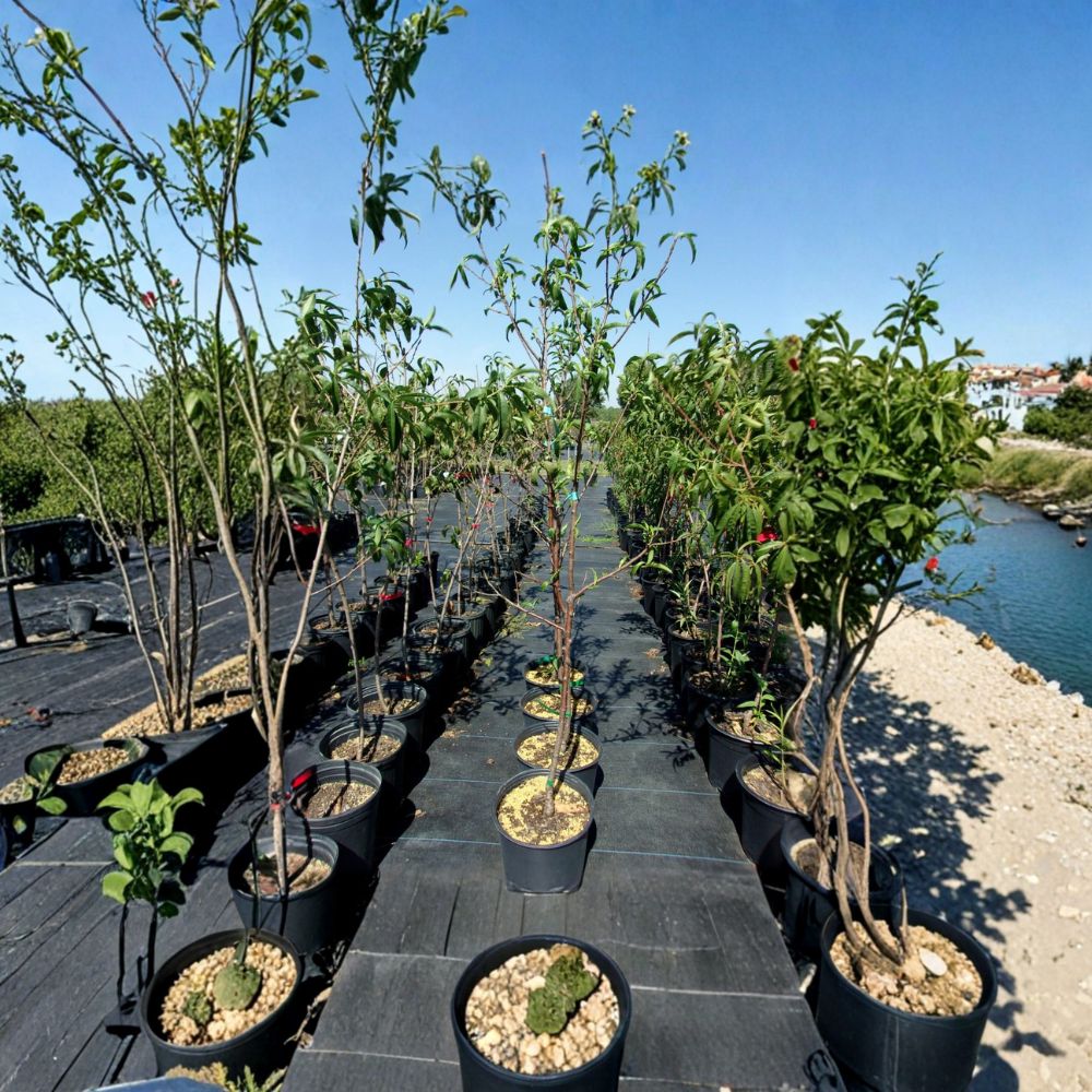 Royal Zest Three Peach Tree | Live Fruit Tree | Prunus persica | Sweet Freestone Peaches | Easy to Grow | Mid-Season Harvest