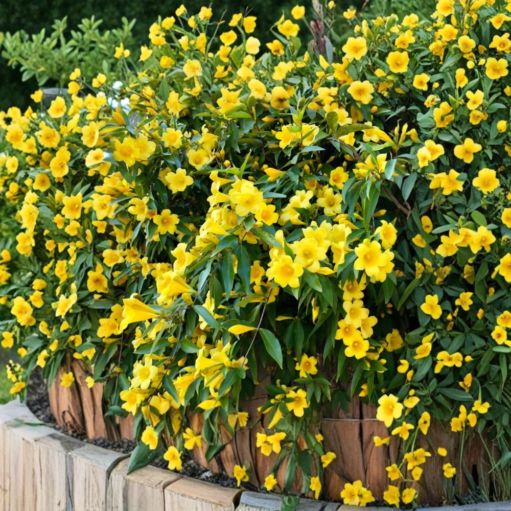 Carolina Jasmine Live Plant | 4-6 Inch Starter | Yellow Jessamine Vine | Gelsemium sempervirens | Fragrant Outdoor Climber